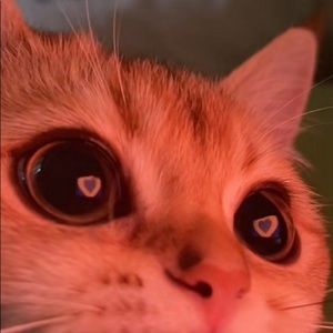 Meet your Posher, Alondra